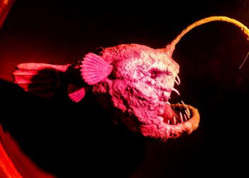 Scientists capture rare footage of black seadevil anglerfish in shallow water