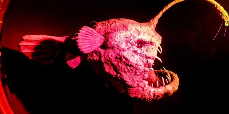Scientists capture rare footage of black seadevil anglerfish in shallow water