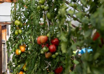 Vertical Farmer Plenty, Backed by Bezos, Softbank, Files Bankruptcy