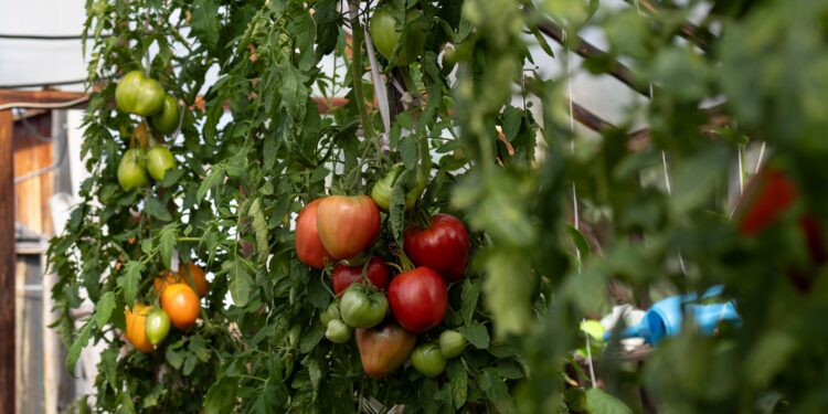 Vertical Farmer Plenty, Backed by Bezos, Softbank, Files Bankruptcy