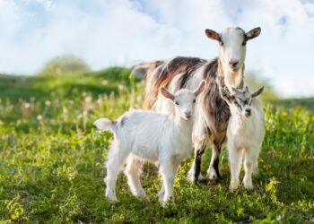 Sustainability sells, no kidding