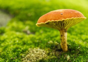 Rights of the wild: three projects working to protect nature’s silent citizens