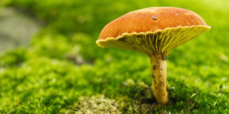 Rights of the wild: three projects working to protect nature’s silent citizens