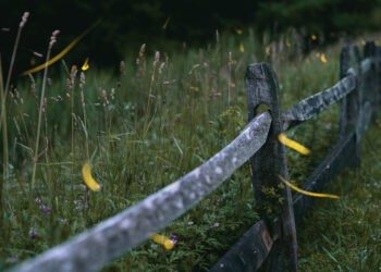 Fireflies are lighting up summer skies. But the glowing bugs are still on the decline