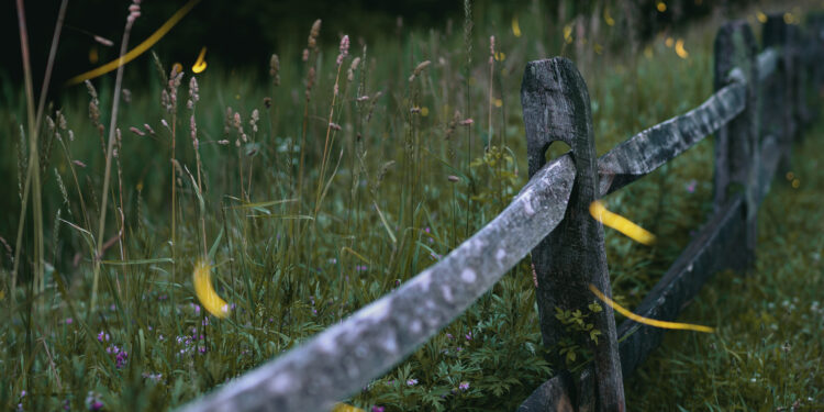 Fireflies are lighting up summer skies. But the glowing bugs are still on the decline - CEO North America Fireflies are lighting up summer skies. But the glowing bugs are still on the decline