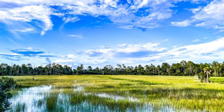 Louisiana scraps coastal erosion project designed to rebuild the state's wetlands - CEO North America Louisiana scraps coastal erosion project designed to rebuild the state’s wetlands