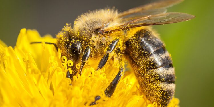 Should you be worried about the ‘Insect Apocalypse’?