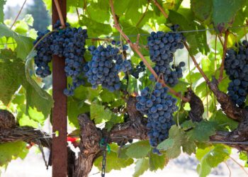 Climate change pushing winemakers to blend wines from different years