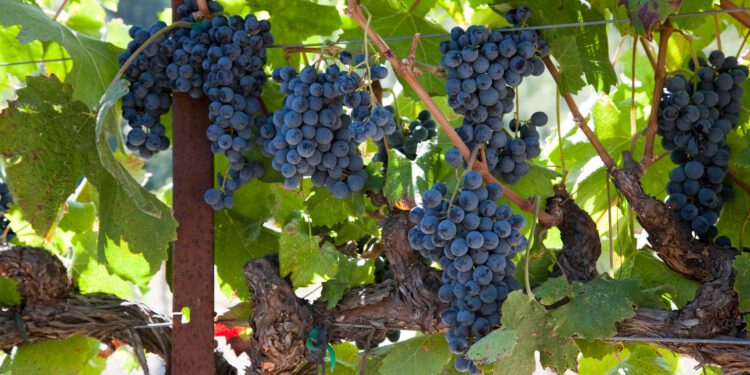 Climate change pushing winemakers to blend wines from different years