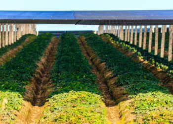 China trade spat threatens Wisconsin's 'Napa Valley' of ginseng  - CEO North America China trade spat threatens Wisconsin’s ‘Napa Valley’ of ginseng