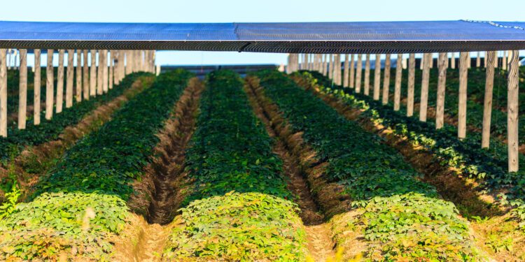 China trade spat threatens Wisconsin's 'Napa Valley' of ginseng - CEO North America China trade spat threatens Wisconsin’s ‘Napa Valley’ of ginseng