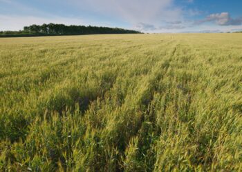 Food vs. Fuel: Why US Sustainable Crops Are Suddenly in High Demand - CEO North America Food vs. Fuel: Why US Sustainable Crops Are Suddenly in High Demand