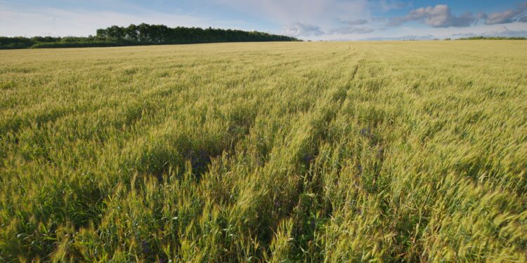 Food vs. Fuel: Why US Sustainable Crops Are Suddenly in High Demand