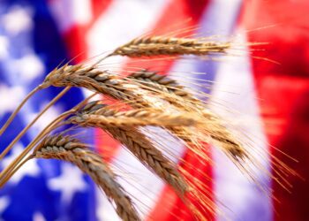 The environmental costs of corn: should the US change how it grows its dominant crop? - CEO North America The environmental costs of corn: should the US change how it grows its dominant crop?