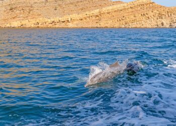 The stunning underwater world that’s at risk as the Iran war drags on