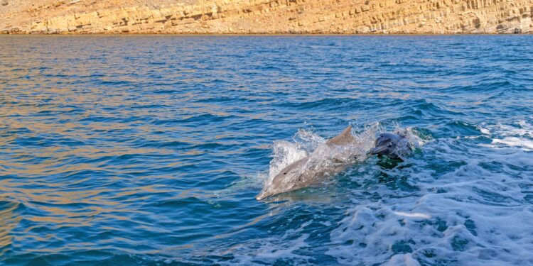 The stunning underwater world that’s at risk as the Iran war drags on